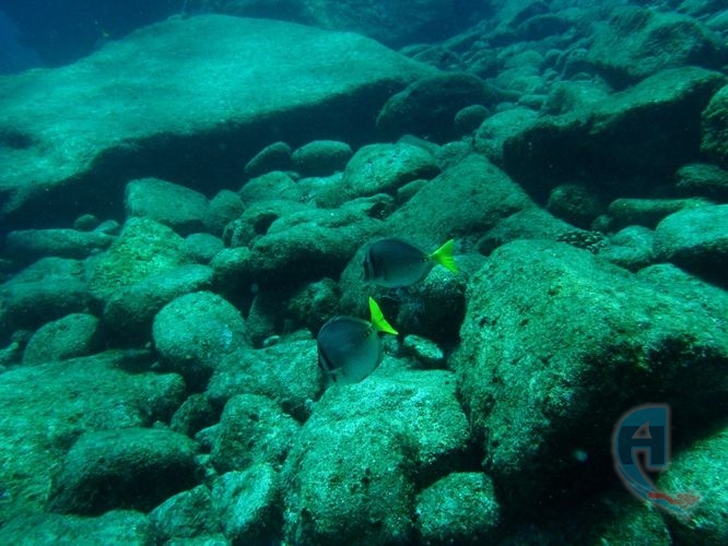 fondo marino del pacifico